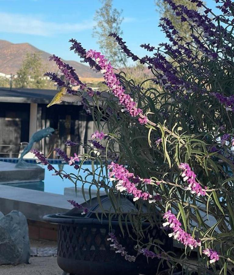 Finca Cazosa Valle de Guadalupe Buitenkant foto